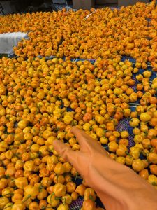 a bunch of yellow peppers on a table at HOTBABE-HOTSAUCE