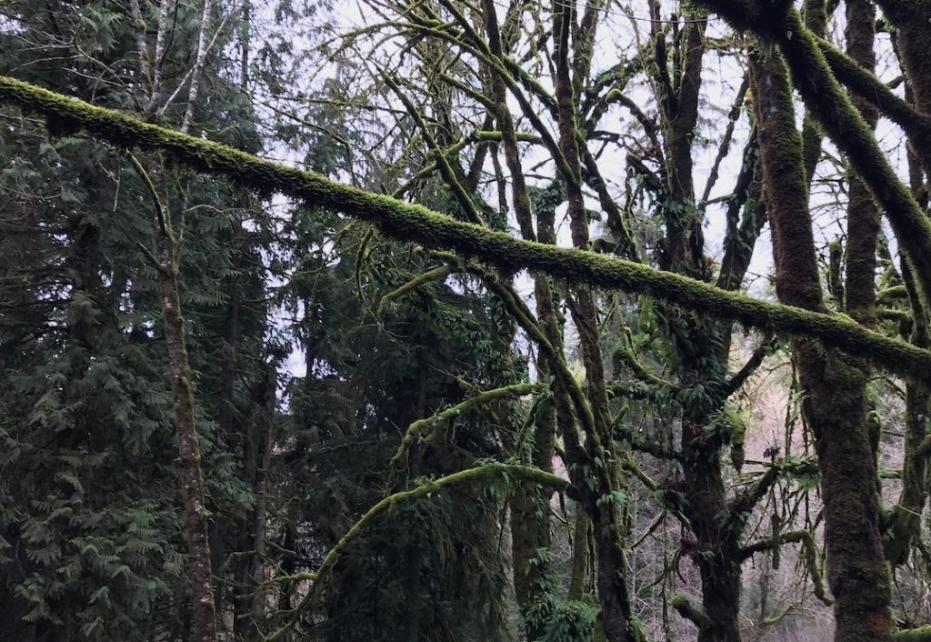 watershed park trail running area