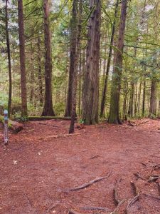 Evergreen Geoduck Trail with tall trees