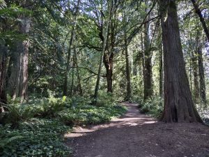 Burfoot Park large trees and tall undergrowth