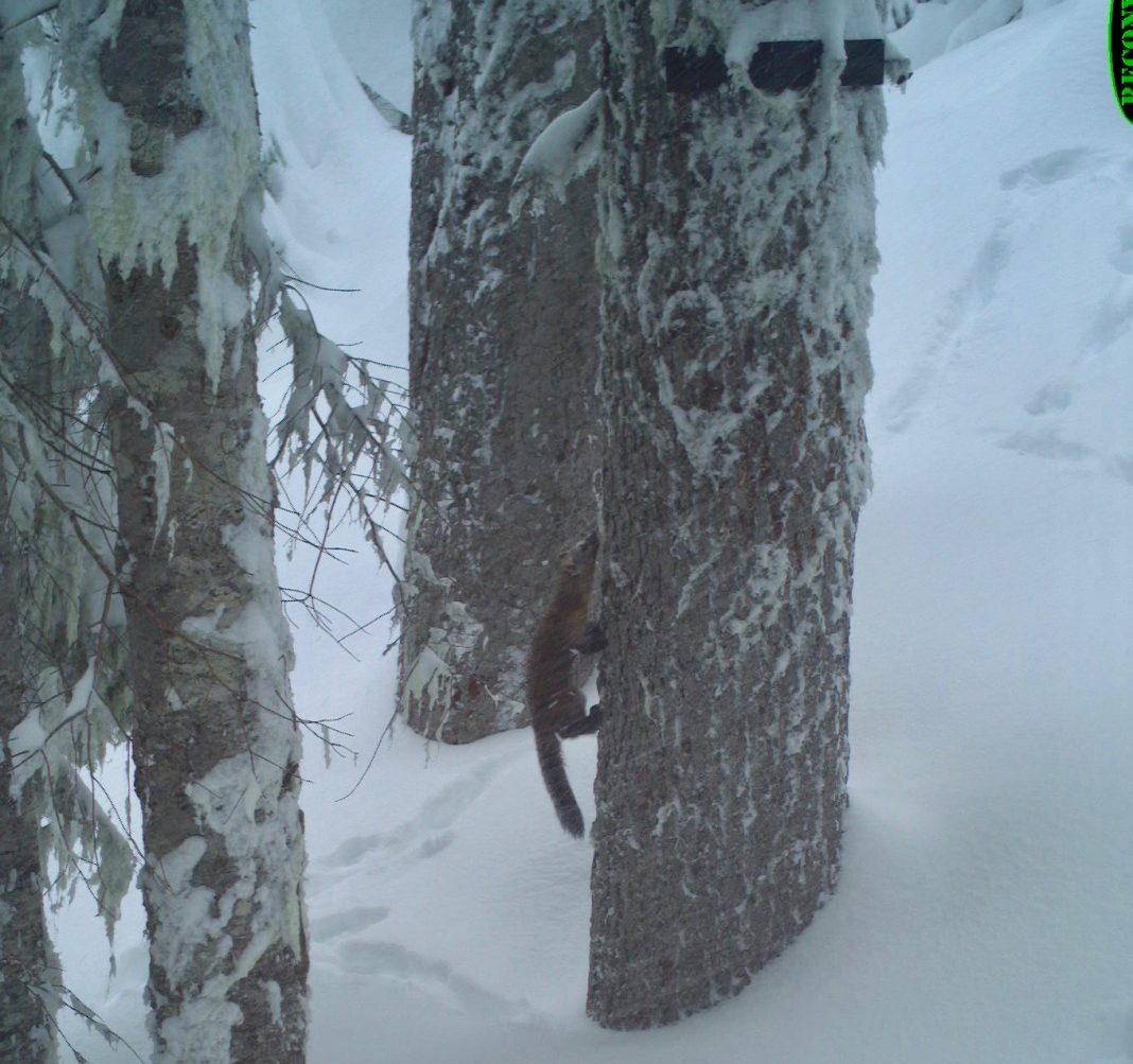Marten going up a tree in the snow
