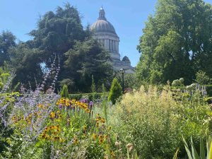 view of the Capitol through flowers and trees at the Sunken Garden in Olympia, Washington