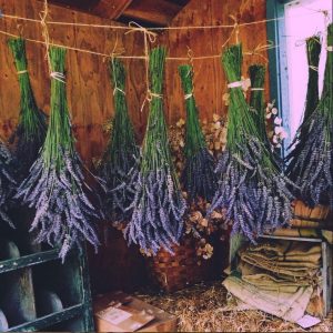 dried lavender hanging upside down