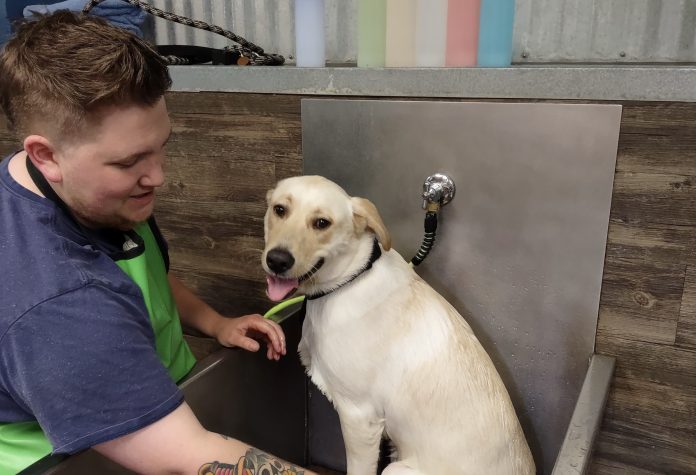 lab in a self-wash bathtub at The Pet Works with his owner