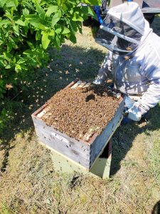 beekeepr standing by a bee hive at GRuB