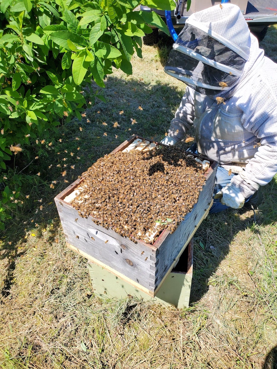 Veterans use beekeeping to improve well being - VA News