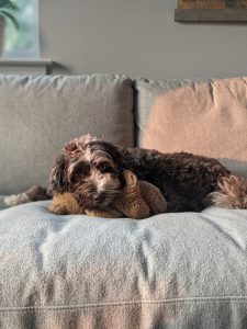 doodle dog on a grey couch