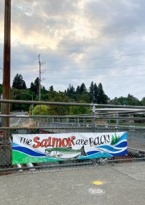 salmon viewing in Olympia at 5th Avenue Bridge