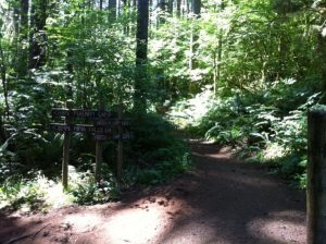 wooded mountain bike trail in the Capitol Forest's Fall Creek