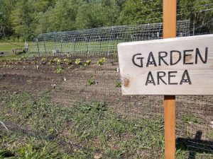 small garden growing edible crops