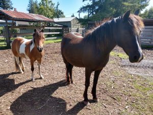 two ponies standing outside at Sequoia's Farm School