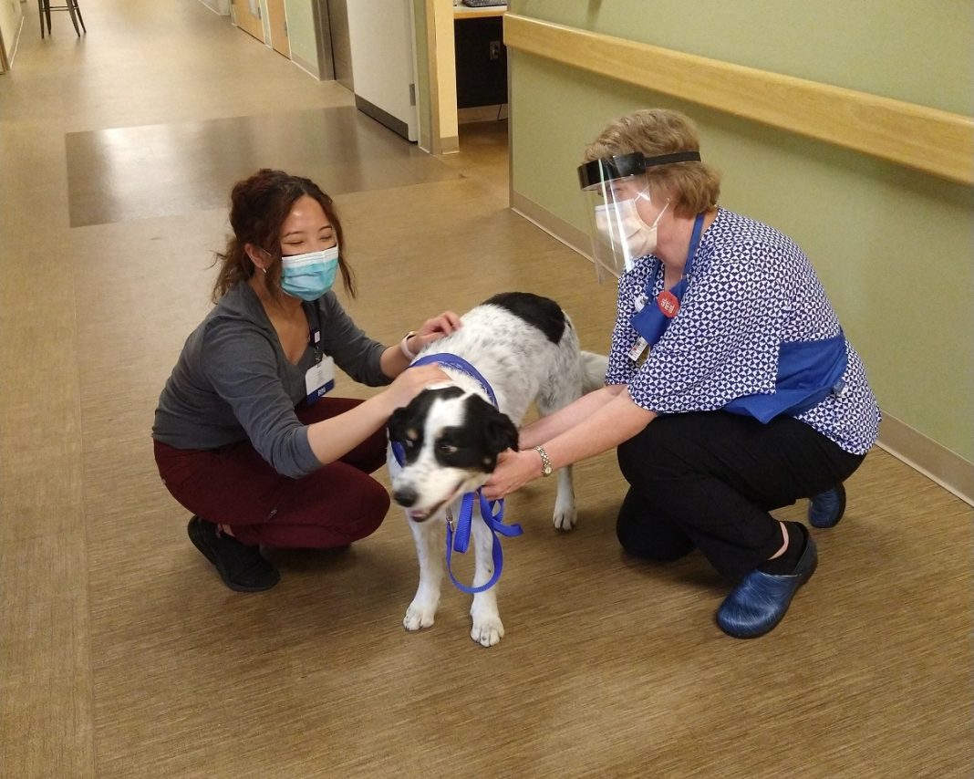 therapy dog in a hospital hallway with two people wearing masks