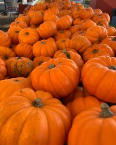 a pile of orange pumpkins at a pumpkin patch in Olympia