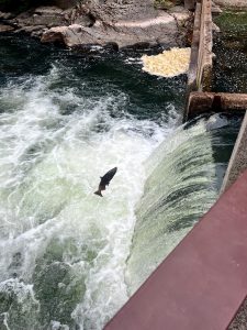 salmon leaping up the ladder at Brewery Park in Tumwater