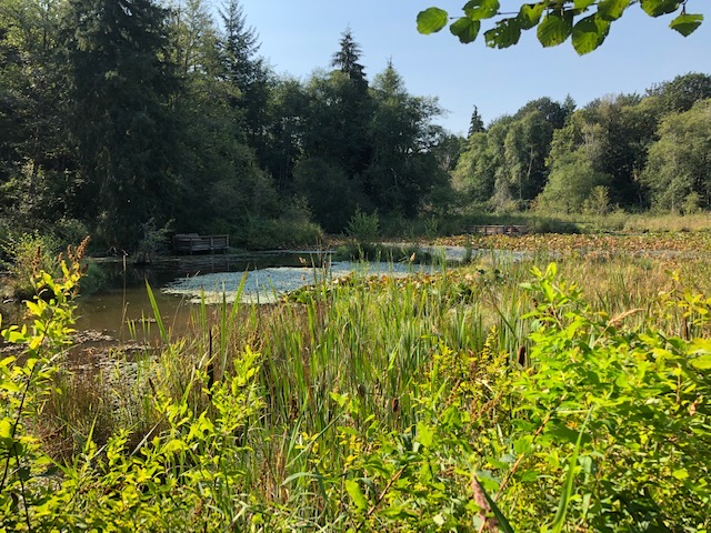 McLane Creek Nature Trail pond