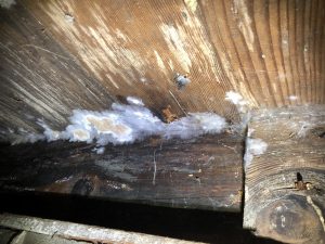 mold in a crawlspace found by a Boggs home inspector