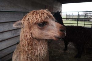 headshot of a tan alpaca at Cross Creek Alpaca Rescue