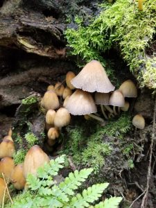 mica caps in the forest at The Evergreen State College