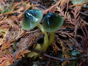 parrot mushrooms growing at The Evergreen State College in Olympia