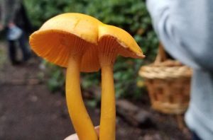 Chanterelles mushroom in Olympia