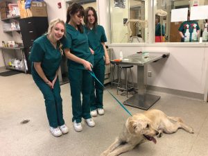 two veterinary assistant students with a dog at New Market School in Tumwater