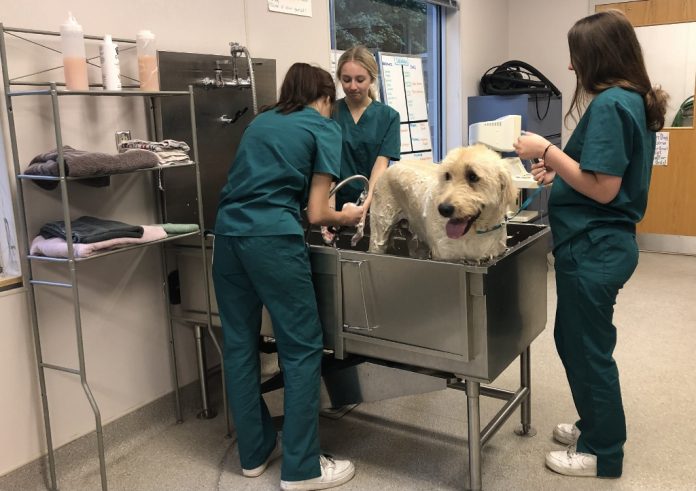 three New Market veterinary assistant students washing a dog in a tub