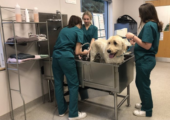 New-Market-veterinary assistant program Dog-Wash-Simba-Bath three New Market veterinary assistant students washing a dog in a tub