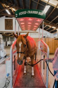 a horse getting a treatment in the Relax & Sun machine. 