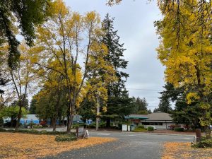 trees with yellow leaves lining a business driveway off a street in Lacey, Washington