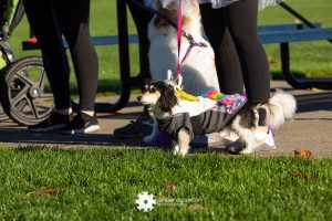 two dogs on costume with their owners at the Haunted 5K in Lacey