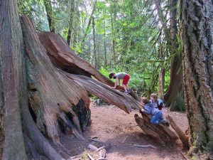 kids playing on a huge stump with Roots and Rhythms outdoor un-school