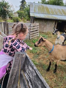 little girl leaning over a fence feeding a goat at Roots and Rhythms outdoor un-school in Olympia