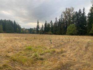 Planting with Nisqually Land Trust @ Lackamas Flats Protected Area