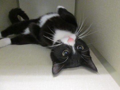 What To Do with Feral Cats: Joint Animal Services Launches Community Cat Program in Thurston County - ThurstonTalk What To Do with Feral Cats: Joint Animal Services Launches Community Cat Program in Thurston County - ThurstonTalk