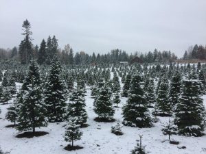 snow covered christmas trees at an Olympia farm