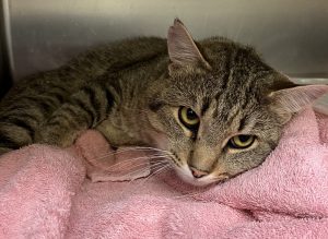 Feral Tabby cat at Joint Animal Services on a pink blanket