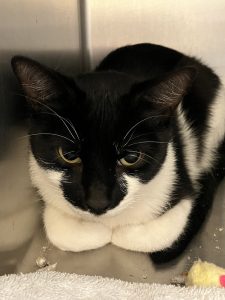 Feral black and white cat at Joint Animal Services 
