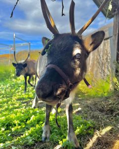 two young reindeer in a green field