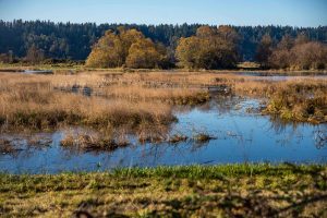 wetlands at The Billy Frank Jr. Nisqually National Wildlife Refuge