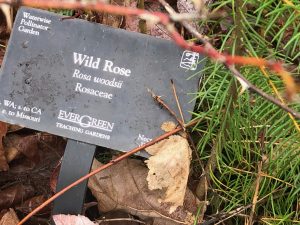  plants on The Evergreen State College grounds with ID signs