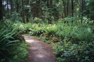 Trails and paths at The Evergreen State College 