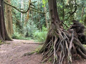 trees on The Evergreen State College campus