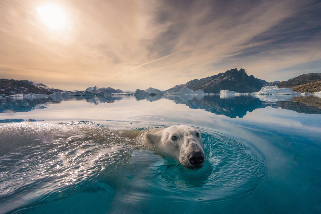 polar bear in the water