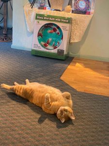 Olympia shop cat Dave lounging on his back with legs stretched out