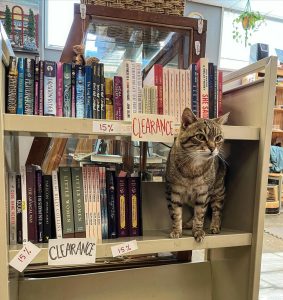 Olympia shop cat Orlando standing in a book shelf at Orca Books