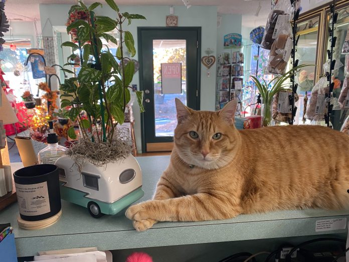 Olympia shop cat Dave, an orange tabby cat lying on the counter at Weiks Wild Bird Shop