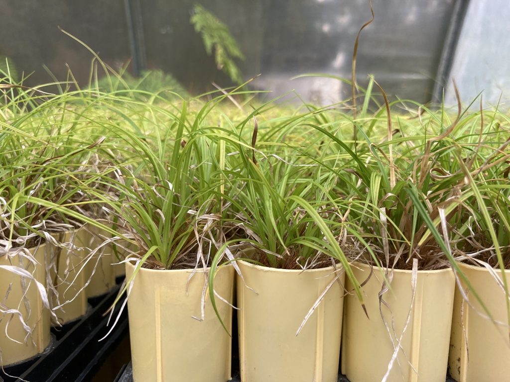 Carex leptopoda in small planters