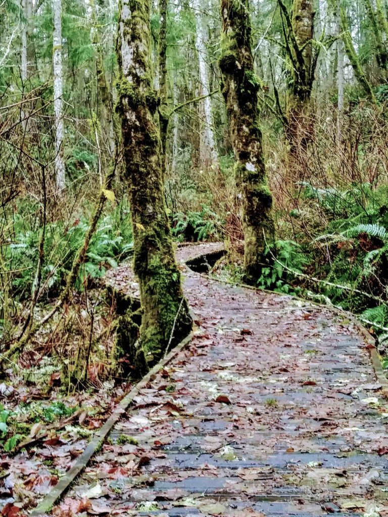 hiking trail at Tolmie State Park surrounded by trees