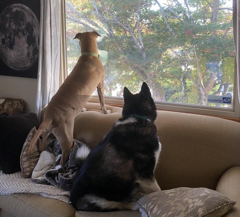 Jalissa Jones' Two dogs on a couch looking out a window