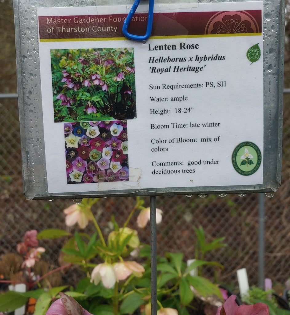 purple and white lenten roses with a sign above them telling about their care: part sun, full shade, ample water, height 18-24-inches, bloom time, late winter, mix of colors, good under deciduous trees.